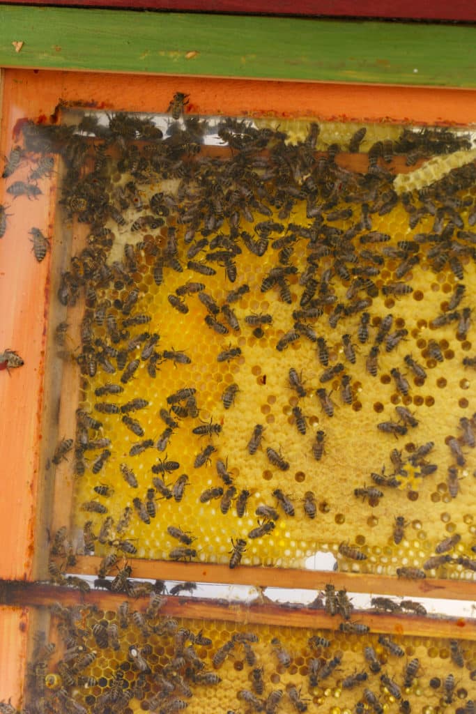 Abschlussfeier der Bienenwiese der Feuerwehrjugend Zettling am 11. Juni 2025 – mit Unterstützern, Sponsoren, Bürgermeister Dr. Matthias Pokorn, Vizebürgermeisterin Ingrid Baumhackl und gemütlichem Ausklang an der Feuerschale