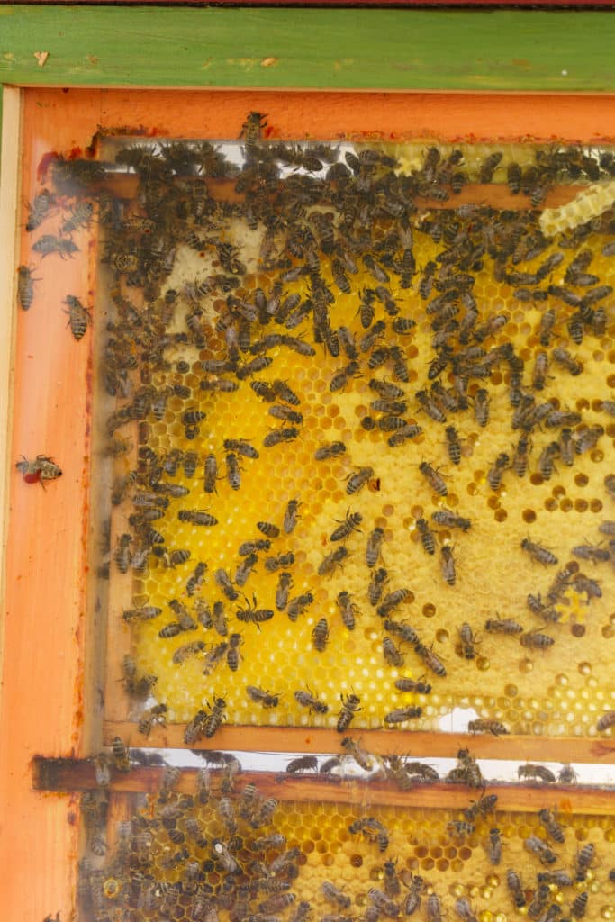 Abschlussfeier der Bienenwiese der Feuerwehrjugend Zettling am 11. Juni 2025 – mit Unterstützern, Sponsoren, Bürgermeister Dr. Matthias Pokorn, Vizebürgermeisterin Ingrid Baumhackl und gemütlichem Ausklang an der Feuerschale