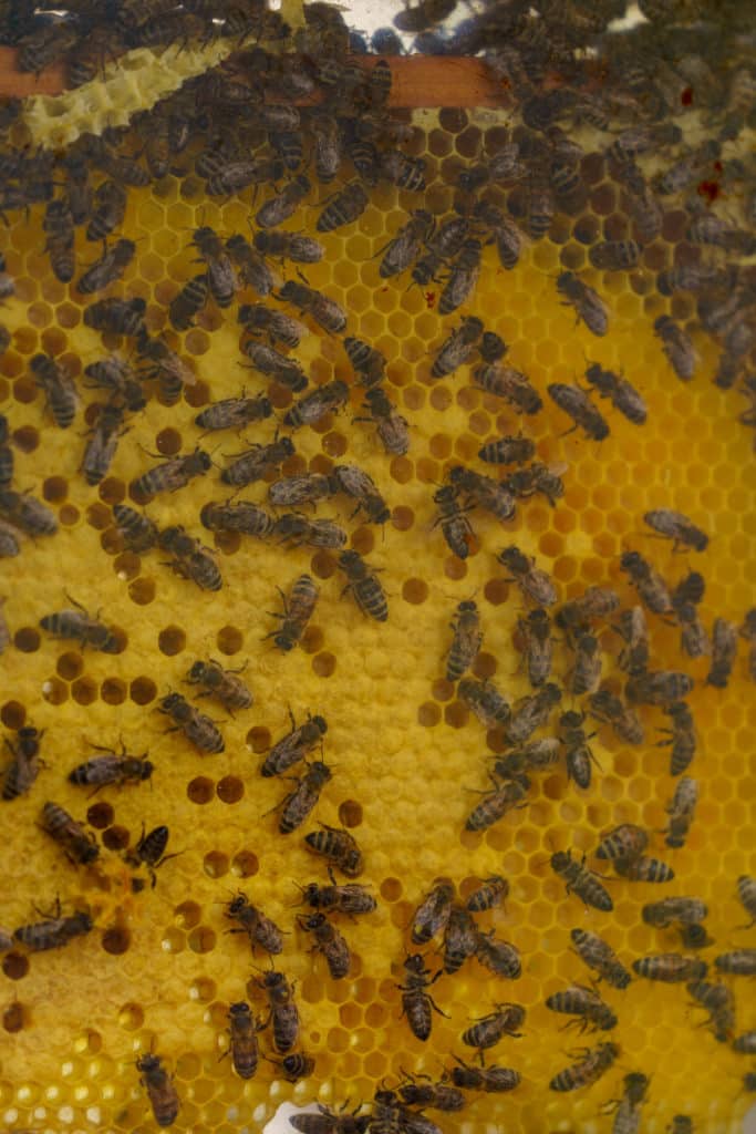 Abschlussfeier der Bienenwiese der Feuerwehrjugend Zettling am 11. Juni 2025 – mit Unterstützern, Sponsoren, Bürgermeister Dr. Matthias Pokorn, Vizebürgermeisterin Ingrid Baumhackl und gemütlichem Ausklang an der Feuerschale